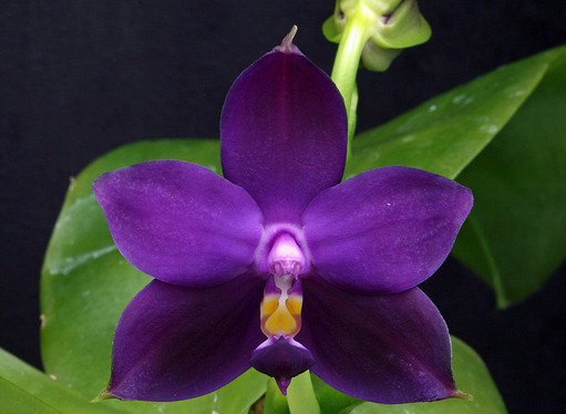 Phalaenopsis violacea blue-indigo x sib