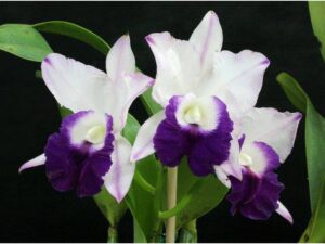 Laeliocattleya Mem. Robert Strait 'Blue Hawaii' JC/AOS