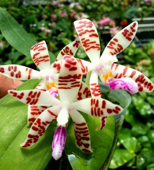 Phalaenopsis sumatrana x sib