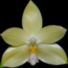 phal_florensis