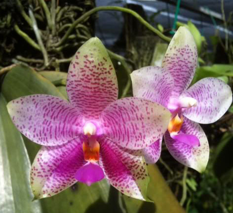 Phalaenopsis Samera x Phalaenopsis gigantea