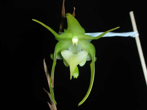 Aeranthes grandiflora