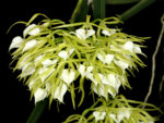 Brassavola cordata
