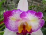 Cattleya hybrid 018