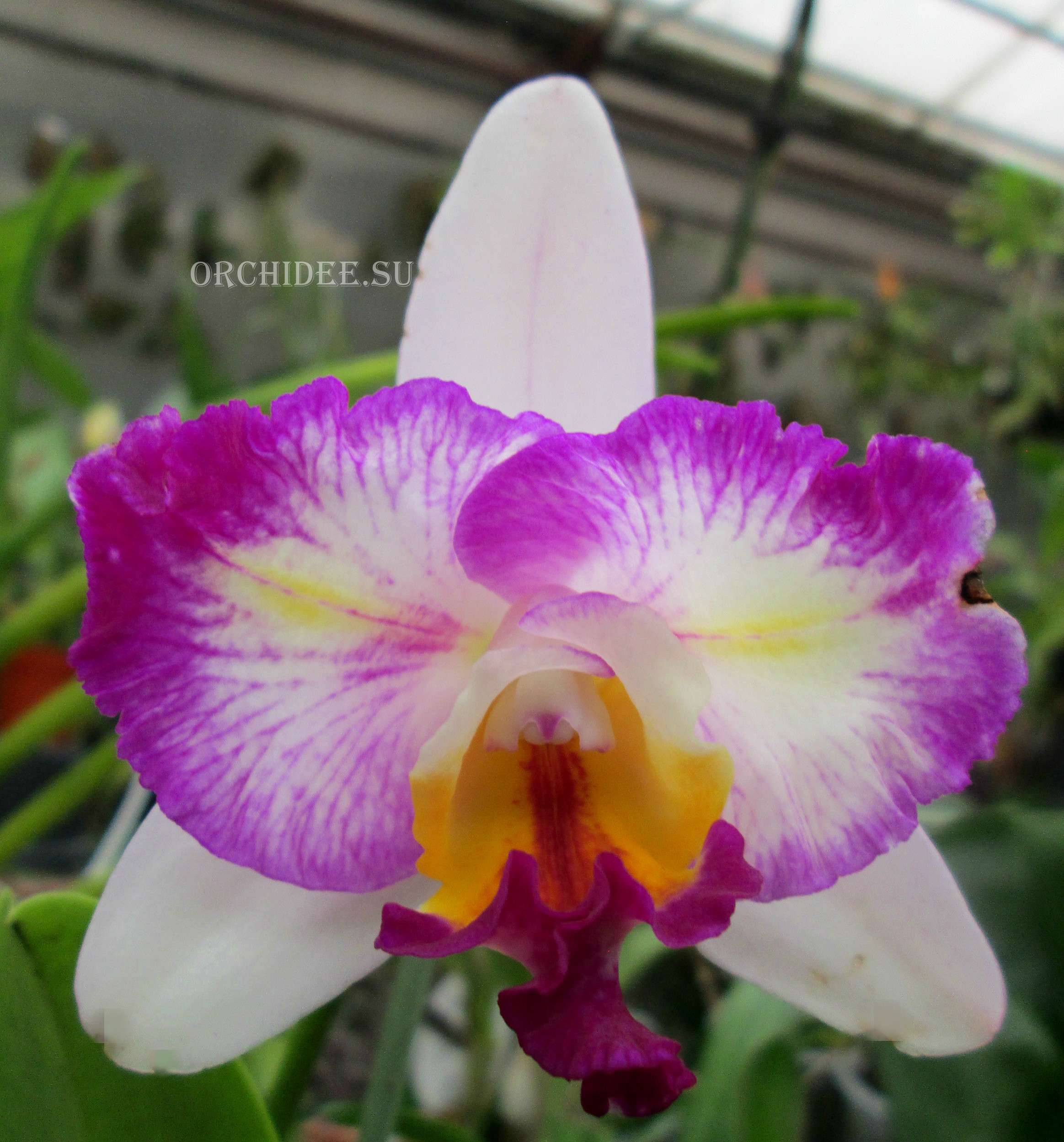 Cattleya hybrid 018