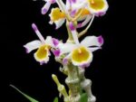 Dendrobium pendulum
