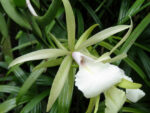 Encyclia mariae x Brassavola nodosa