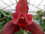 Lycaste Neuberg 9143