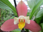 Lycaste Neuberg 9119