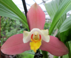 Lycaste Neuberg 9119