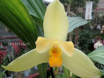 Lycaste Neuberg 9173