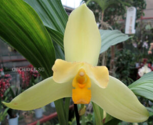 Lycaste Neuberg 9173