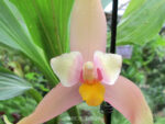 Lycaste Neuberg 9174