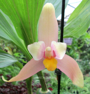 Lycaste Neuberg 9174