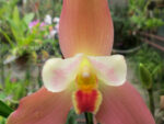 Lycaste Neuberg 9724