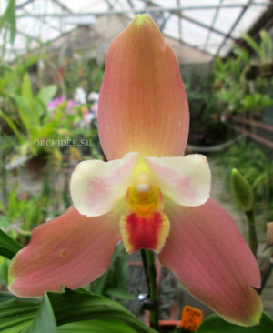 Lycaste Neuberg 9724