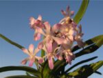 Neostylis Lou Sneary Pink