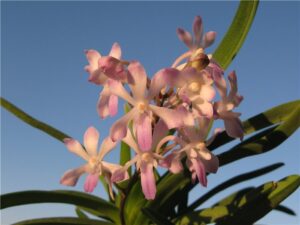 Neostylis Lou Sneary Pink