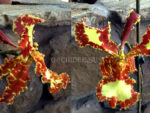 Psychopsis Mariposa 'Three Lip'