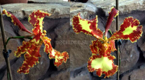 Psychopsis Mariposa 'Three Lip'