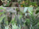 Tillandsia tricholepis