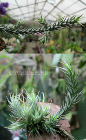 Tillandsia tricholepis