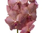 Vanda Sunanda Sandy Spots