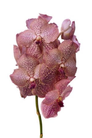 Vanda Sunanda Sandy Spots