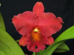 Brassolaeliocattleya Eve Marie Barnett