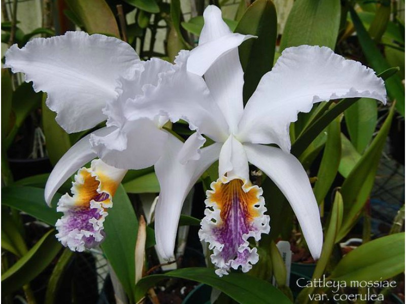 Орхидеи Cattleya mossiae