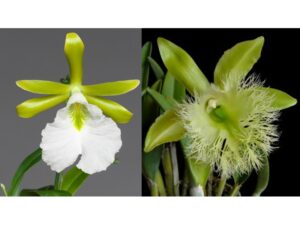 Encyclia mariae x Brassavola digbyana