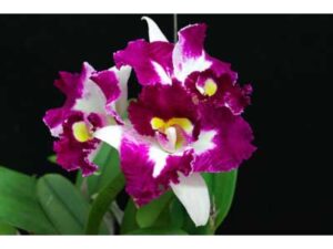 Laeliocattleya Chan Hsiu Jewel "San Mei"