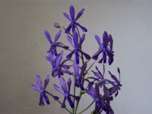 Neostylis Lou Sneary Blue