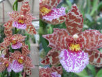Oncidium hybrid 03