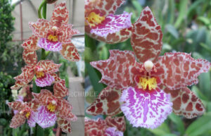 Oncidium hybrid 03