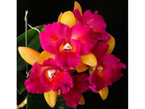 Brassolaeliocattleya Tzeng-Wen Beauty