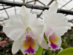 Cattleya quadricolor semi alba