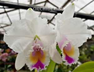 Cattleya quadricolor semi alba