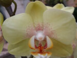 Phalaenopsis PH 197 Golden Jaguar