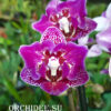 Phalaenopsis PP 011 Formosa Cranberry ’Wilson’ (butterfly peloric)
