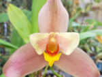 Lycaste Neuberg 9178