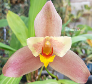 Lycaste Neuberg 9178