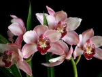 Cymbidium Summer Love 'Dwaft Pink'