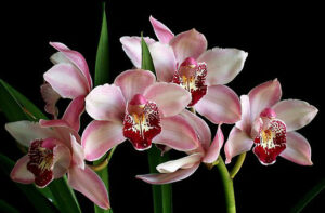 Cymbidium Summer Love 'Dwaft Pink'