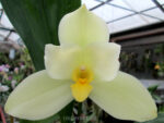 Lycaste Neuberg 9110