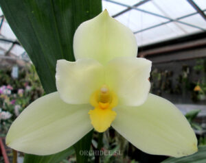 Lycaste Neuberg 9110