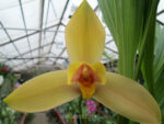 Lycaste Neuberg 9125