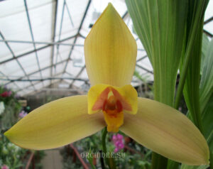 Lycaste Neuberg 9125