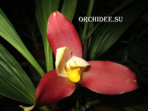 Lycaste Neuberg 9127