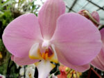 Phalaenopsis PH 196 Padova